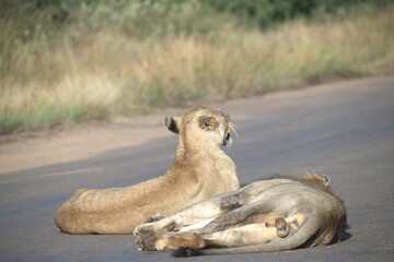 Lion on the road , Animal of africa