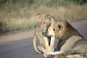 Lion on the road , Animal of africa