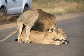 Lion on the road , Animal of africa