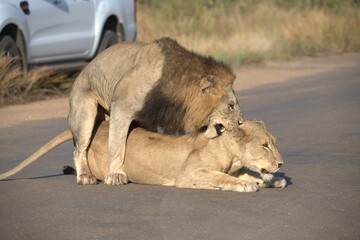 Lion on the road , Animal of africa