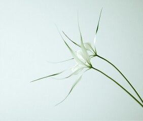 Obraz premium Two delicate white flowers with long, slender stems against a soft blue-green background.