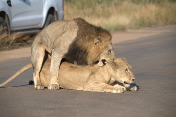 Fototapeta premium Lion on the road , Animal of africa