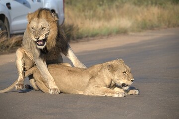 Lion on the road , Animal of africa