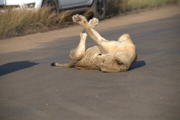 Lion on the road , Animal of africa