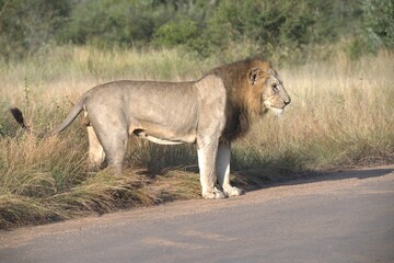 Lion on the road , Animal of africa