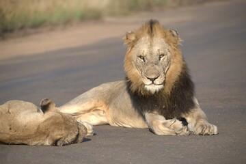 Lion on the road , Animal of africa