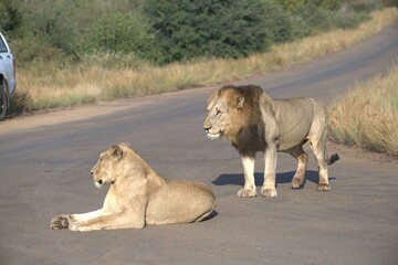 Lion on the road , Animal of africa