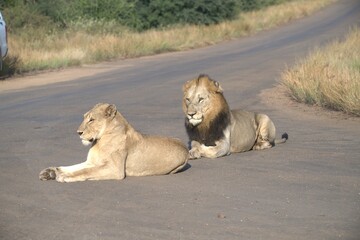 Lion on the road , Animal of africa