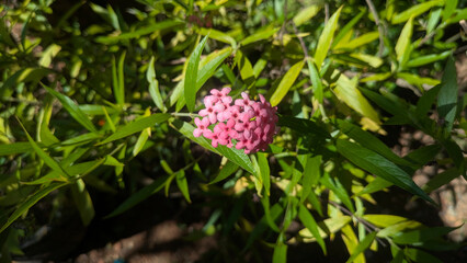 pink flower in the garden