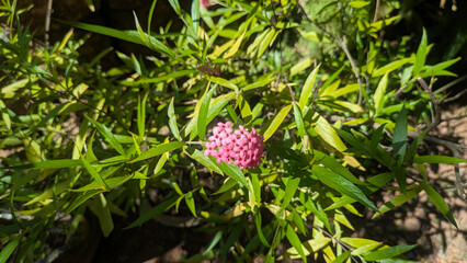 Pink flower in the garden
