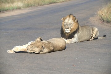 Lion on the road , Animal of africa