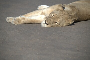Lion on the road , Animal of africa