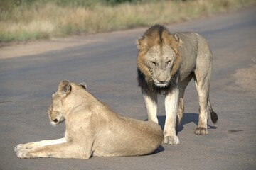 Lion on the road , Animal of africa