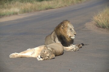 Lion on the road , Animal of africa