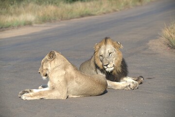 Lion on the road , Animal of africa