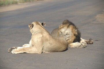 Lion on the road , Animal of africa