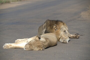 Lion on the road , Animal of africa