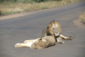 Lion on the road , Animal of africa