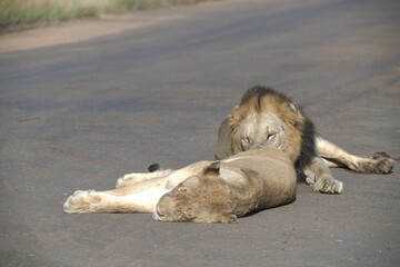 Lion on the road , Animal of africa