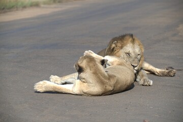 Lion on the road , Animal of africa