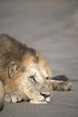 Lion on the road , Animal of africa
