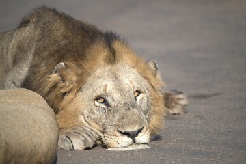 Lion on the road , Animal of africa