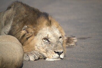 Lion on the road , Animal of africa