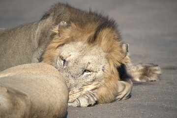 Lion on the road , Animal of africa