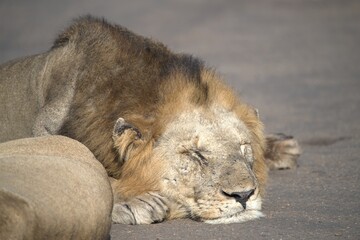Lion on the road , Animal of africa