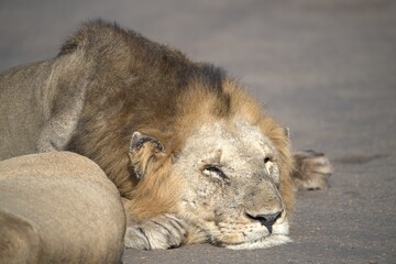 Lion on the road , Animal of africa