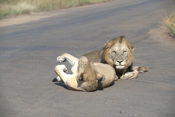 Lion on the road , Animal of africa