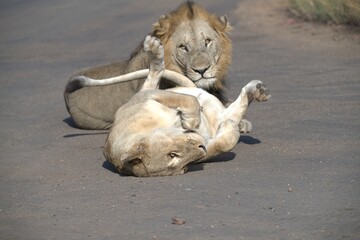 Lion on the road , Animal of africa