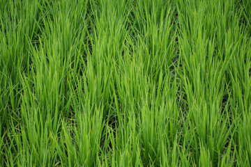 Close up seedlings of rice in rice fields with wet drops on the fresh green background, Rice seedlings and dew.