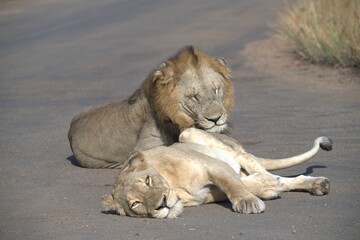 Lion on the road , Animal of africa