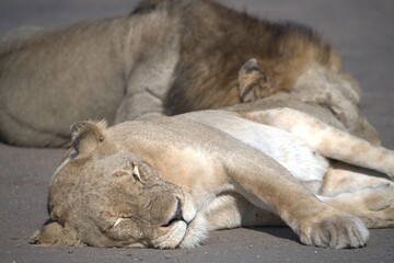 Lion on the road , Animal of africa