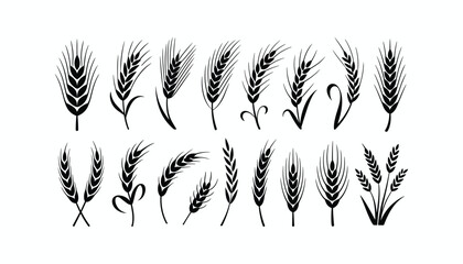 different type of wheat ears set silhouette isolated on white background