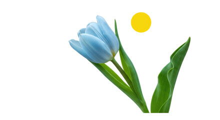 Isolated Blue Tulip