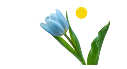 Isolated Blue Tulip
