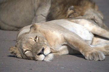 Lion on the road , Animal of africa