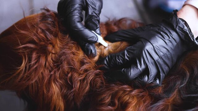 Veterinarian specialist holding red dachshund and applying drops at withers, medicine from parasites, ticks, worms and fleas, pet dog vet treatment, puppy treated with parasite remedy protection