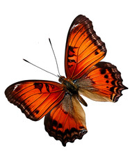 Realistic Colorful Butterfly Isolated on White and Transparent Background – High-Quality PNG