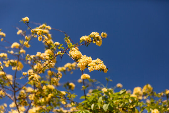 Fleurs jaunes en forme de petites roses sur un arbre ensoleill&eacute; au premier plan et ciel bleu d'&eacute;t&eacute; en arri&egrave;re plan