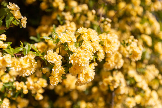 Gros plan sur un ensemble de fleurs jaunes en forme de petites roses ensoleill&eacute;es en plein cadre