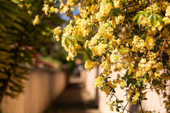 Fleurs jaunes en cascade sur un muret dans une petite ruelle du sud ensoleill&eacute;e