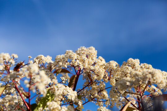 Fleurs blanches en gros plan avec ciel bleu d'&eacute;t&eacute; en arri&egrave;re plan
