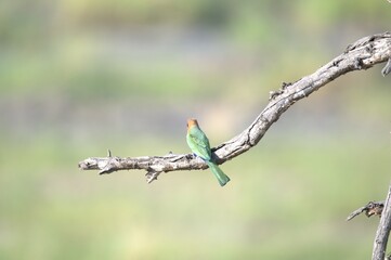 red headed bee eater, animal of africa