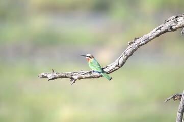 red headed bee eater, animal of africa