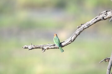 red headed bee eater, animal of africa