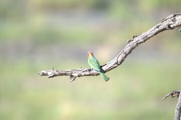 red headed bee eater, animal of africa