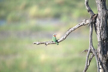 red headed bee eater, Animal of africa